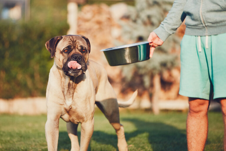 A dog owner feeding a Boerboel