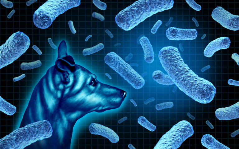 A vector of the canine microbiome