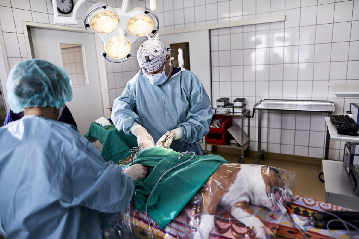 A photograph of a veterinary surgeon performing surgery on a dog with JCO.
