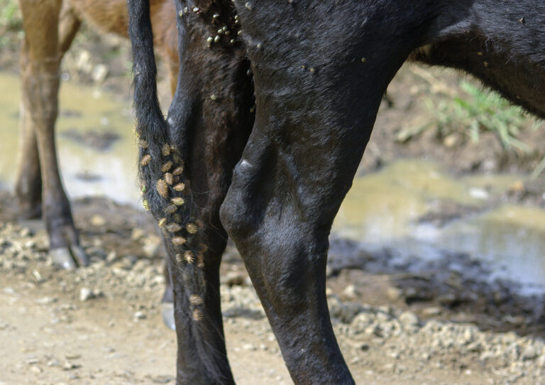 Photograph of the hind leg of a cow full of ticks