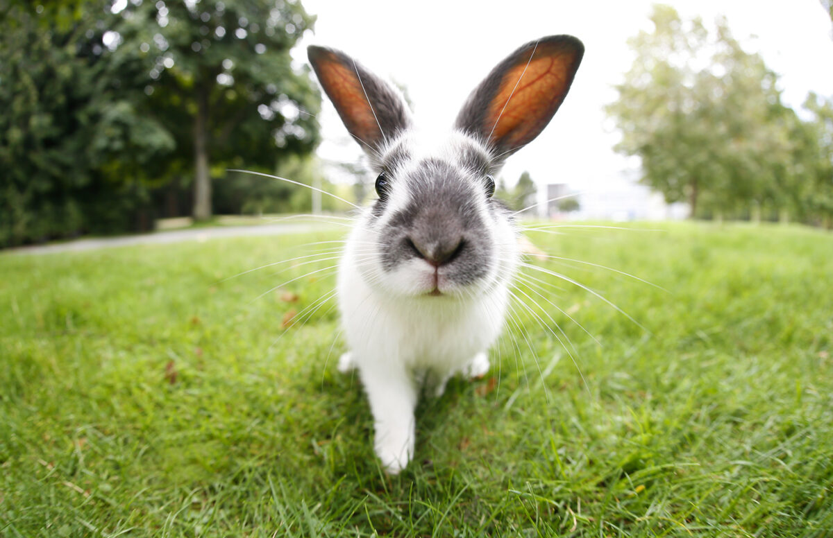 Photograph of an inquisitive rabbit