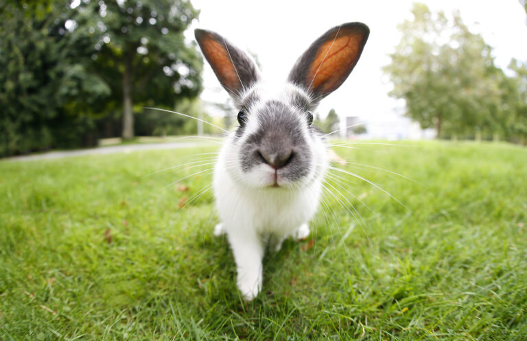 Photograph of an inquisitive rabbit