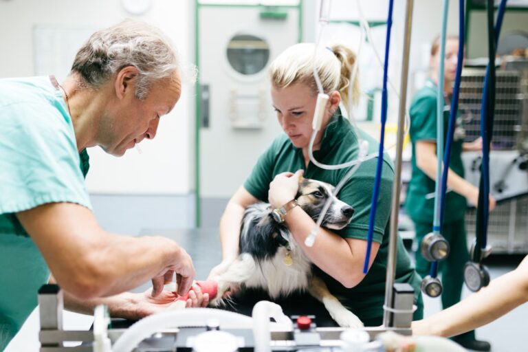 A veterinary nurses comforting a dog undergoing a procedure