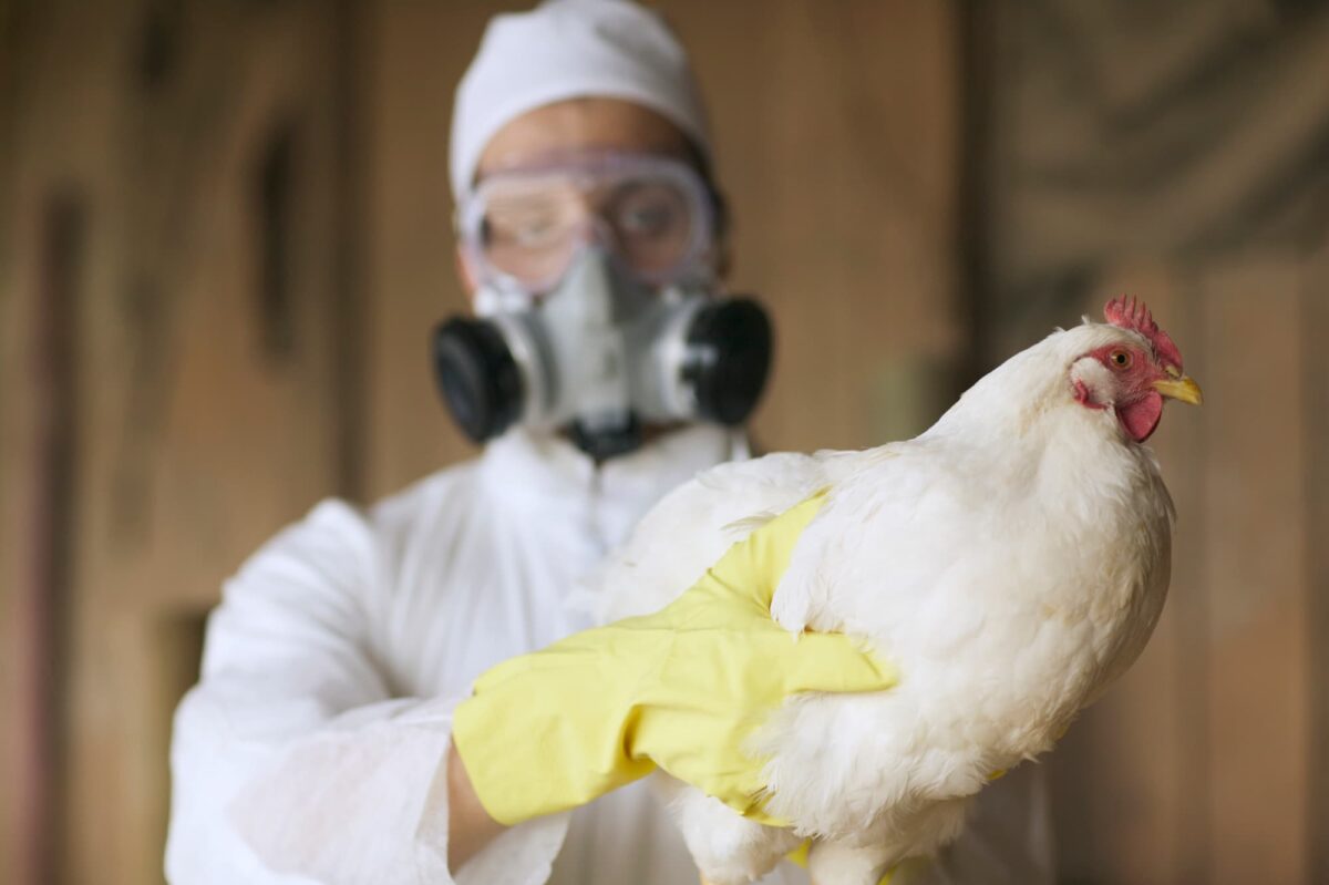 A masked and suited veterinarian handling a chicken with sustpected highly pathogenic avian influenza
