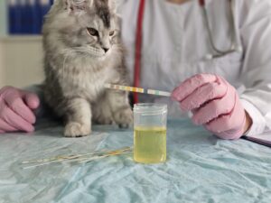 A veterinarian checking the urine analysis of a cat with chronic kidney disease