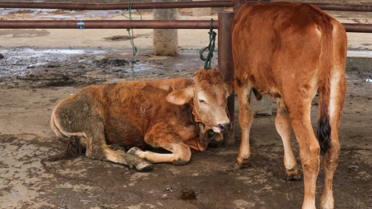 A calf with pneumonia-associated fever laying next to his mother
