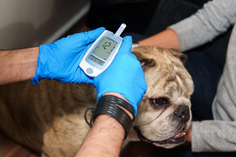 A photograph of a dog with canine diabetes’ blood glucose being checked