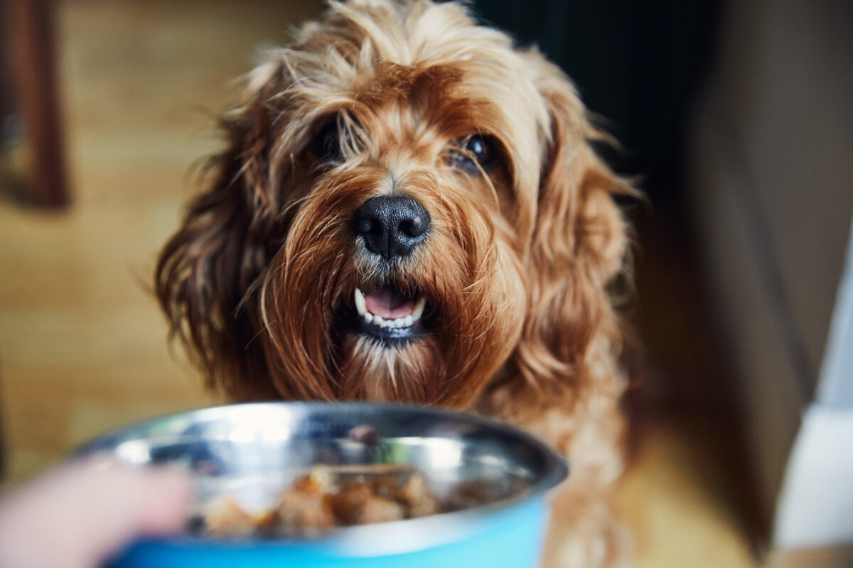 A photograph of a dog being fed from a dog bowl