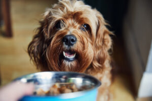 A photograph of a dog being fed from a dog bowl