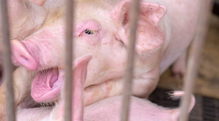 A pig experiencing heat stress trying to increase evaporative heat loss through the respiratory tract