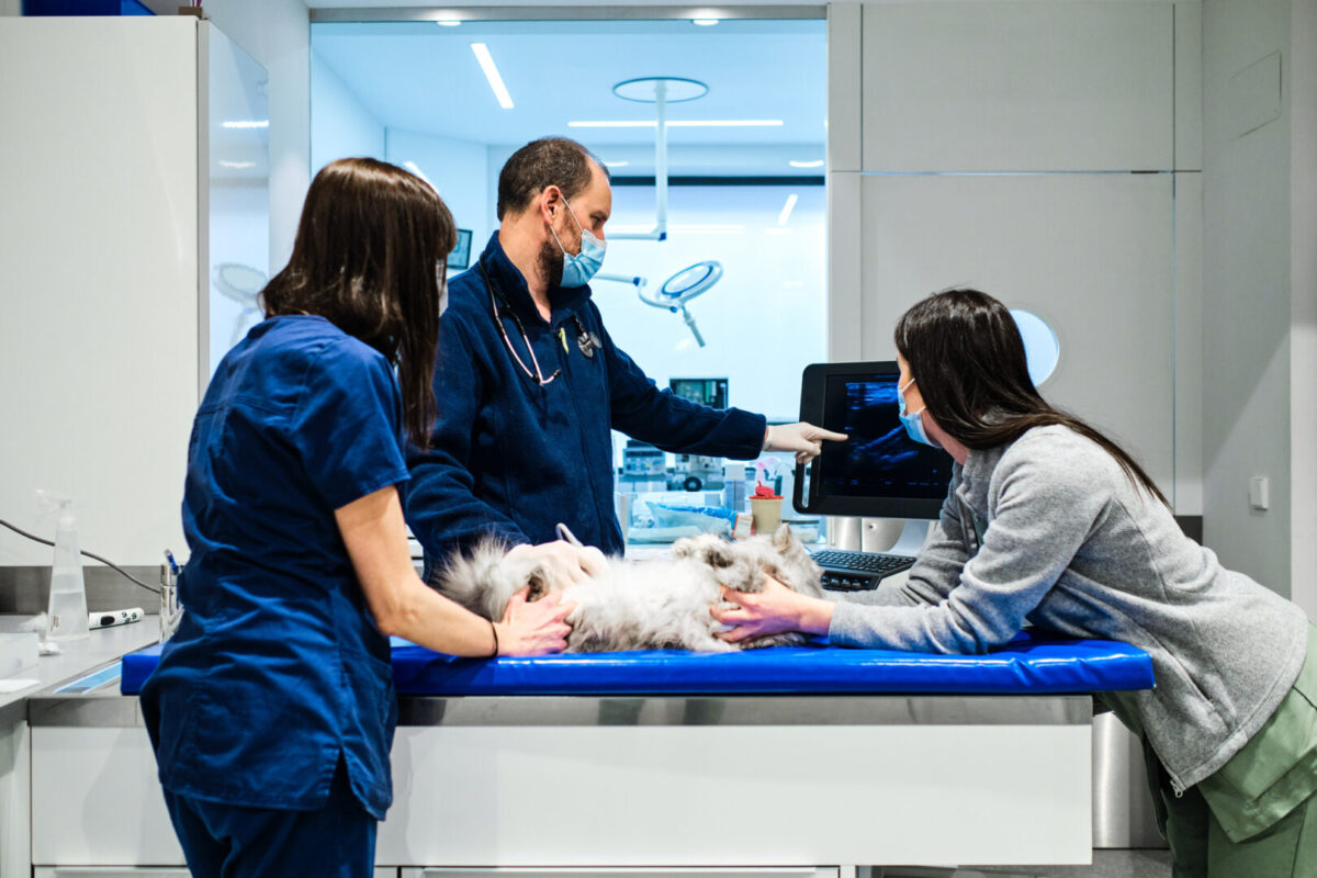 A typical veterinary practice with a team treating a sick dog